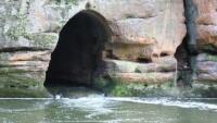 Ploučnice průrva menší